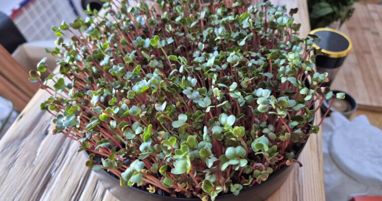 Jak pěstovat microgreens